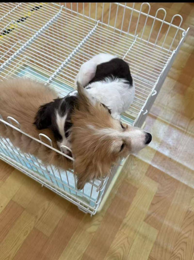 3100亿大关 90后是养宠主力军｜数据看板AG真人旗舰厅2025年宠物消费市场