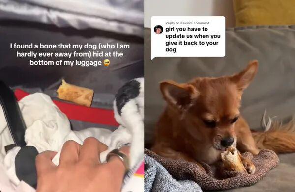 崩！毛孩子偷偷塞了件东西全网都被暖哭了…AG真人百家家乐平台出差打开行李箱直接泪(图4)